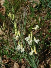 Hrachor panonský chlumní (Lathyrus panonicus (Jacq.) Garcke susp. collinus (Ortmann) Soó)