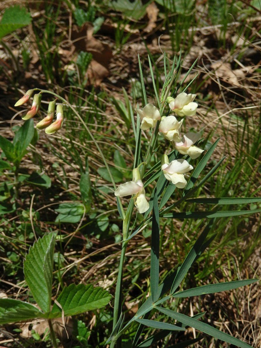 Hrachor panonský chlumní (Lathyrus panonicus (Jacq.) Garcke susp. collinus (Ortmann) Soó)