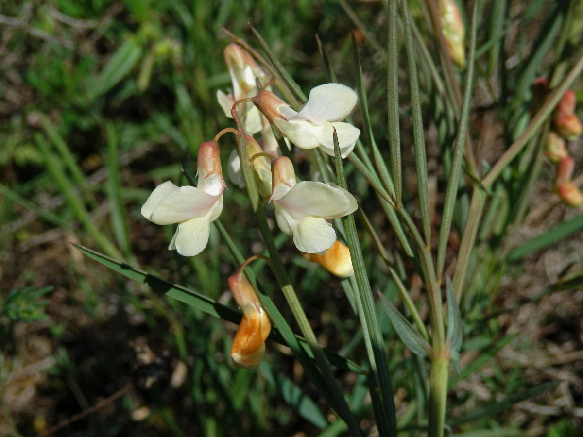 Hrachor panonský chlumní (Lathyrus panonicus (Jacq.) Garcke susp. collinus (Ortmann) Soó)