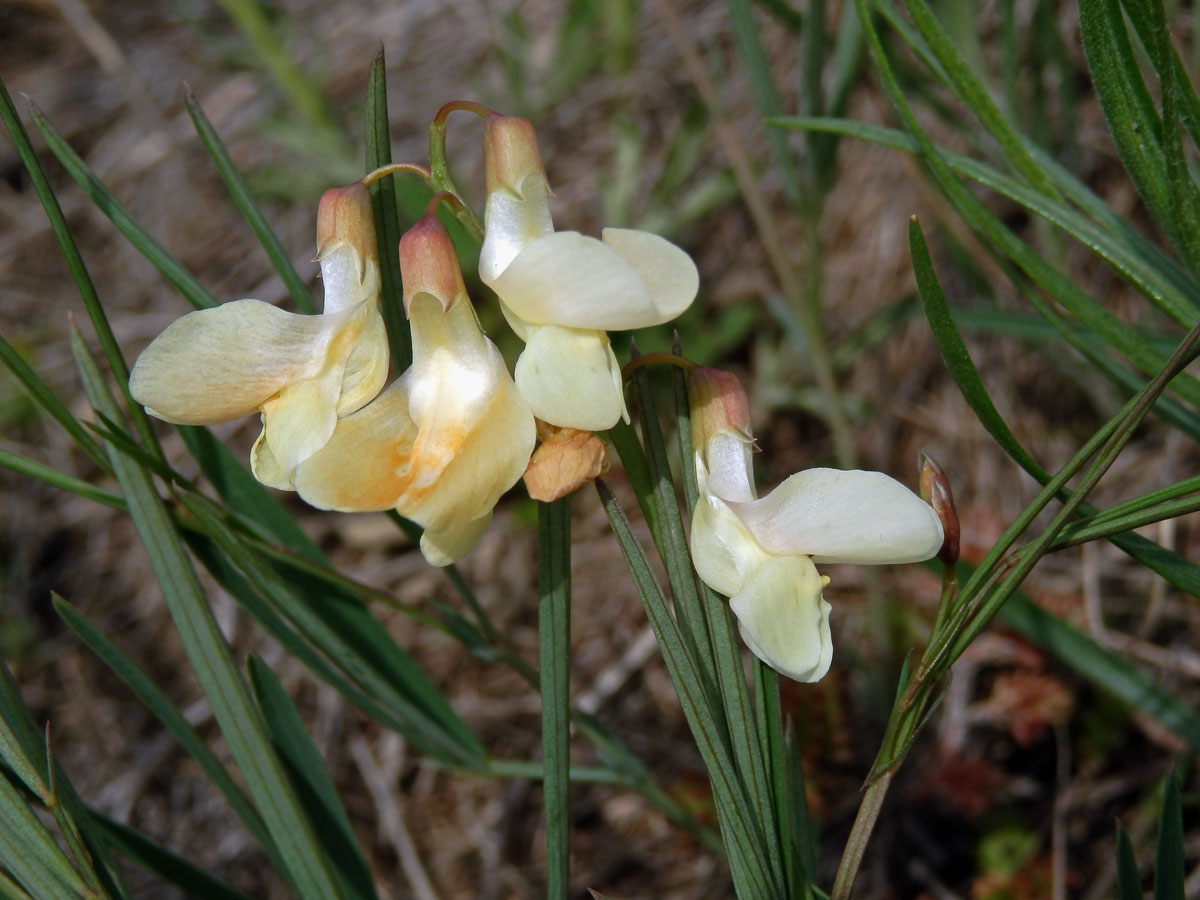 Hrachor panonský chlumní (Lathyrus panonicus (Jacq.) Garcke susp. collinus (Ortmann) Soó)