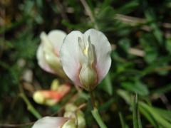 Hrachor panonský chlumní (Lathyrus panonicus (Jacq.) Garcke susp. collinus (Ortmann) Soó)