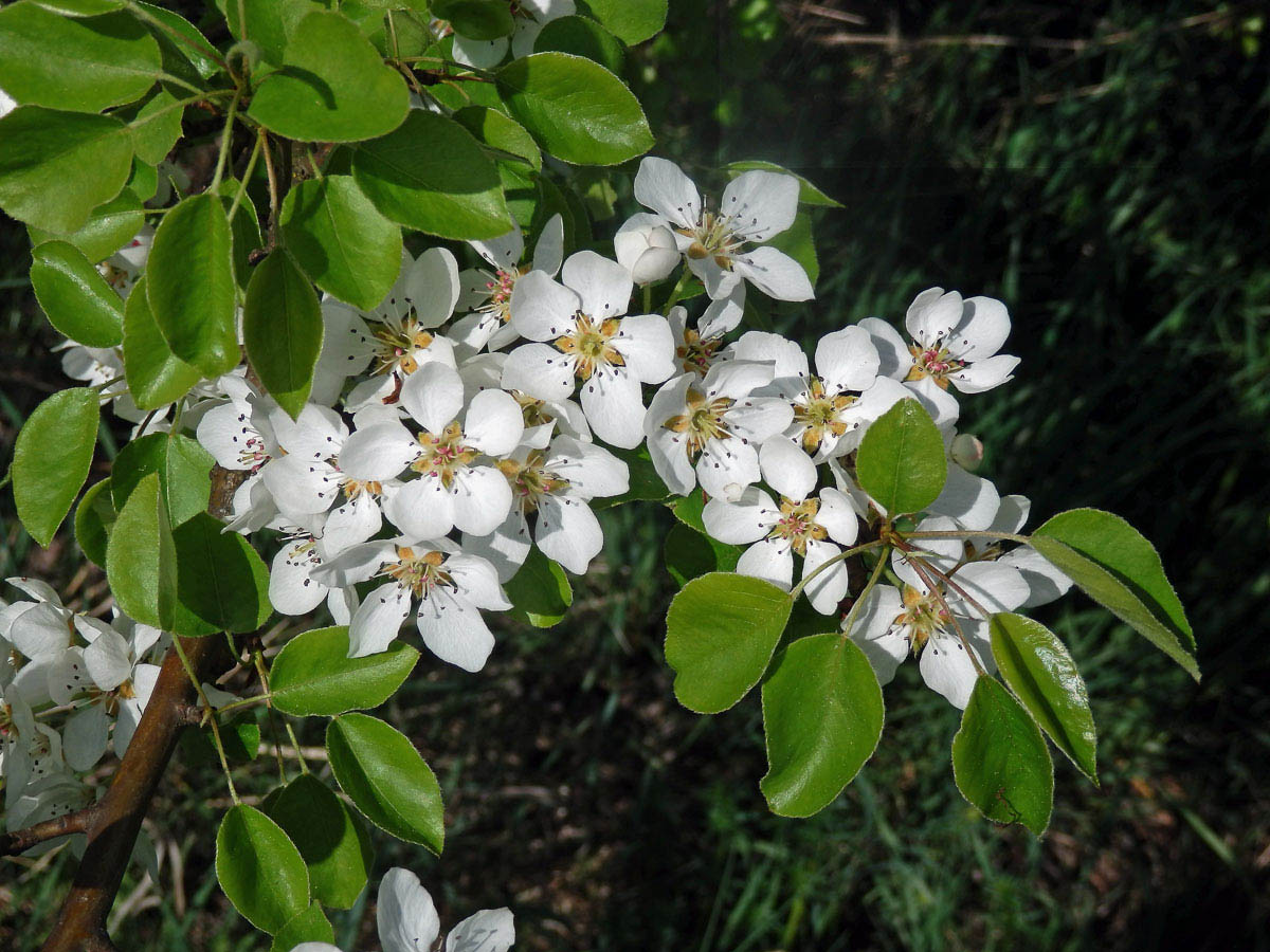 Hrušeň polnička (Pyrus pyraster (L.) Burgsdorf.)