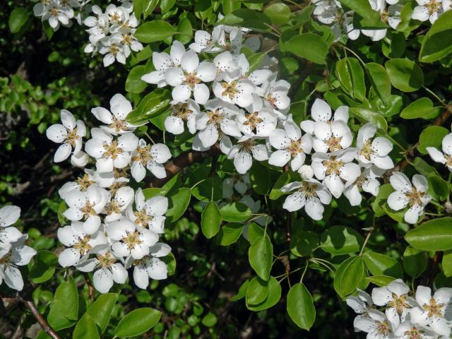 Hrušeň polnička (Pyrus pyraster (L.) Burgsdorf.)