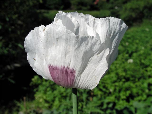 Mák setý (Papaver somniferum L.)