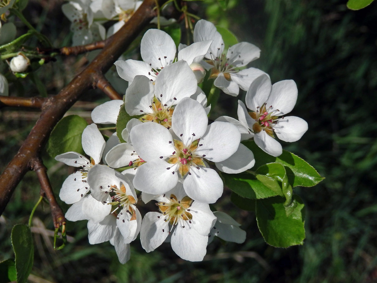 Hrušeň polnička (Pyrus pyraster (L.) Burgsdorf.)