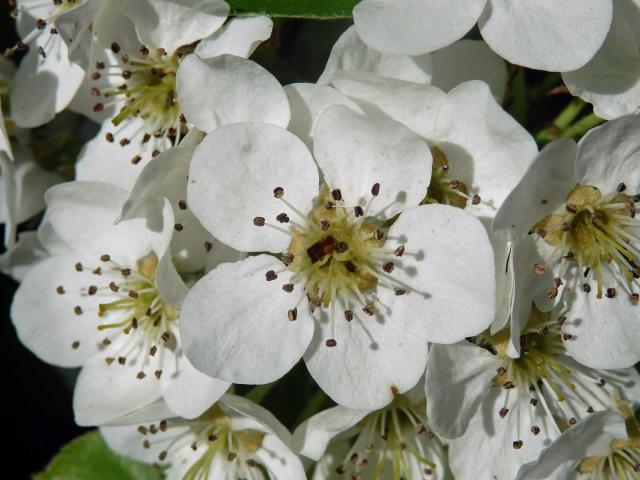 Hrušeň polnička (Pyrus pyraster (L.) Burgsdorf.)