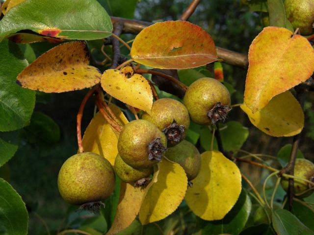 Hrušeň polnička (Pyrus pyraster (L.) Burgsdorf.)