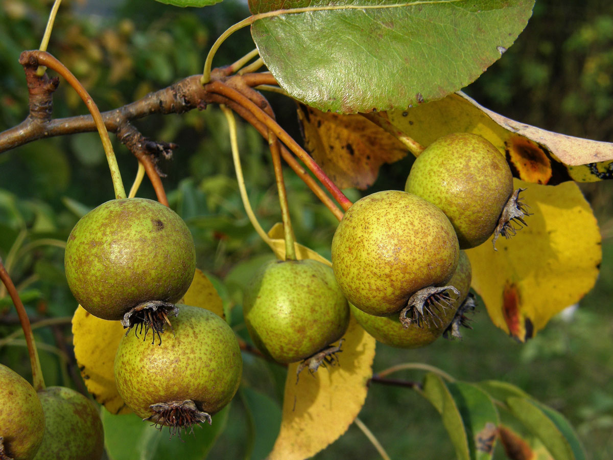 Hrušeň polnička (Pyrus pyraster (L.) Burgsdorf.)