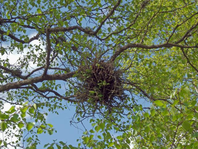 Čarověník na bříze bělokoré (Betula pendula Roth) (1a)