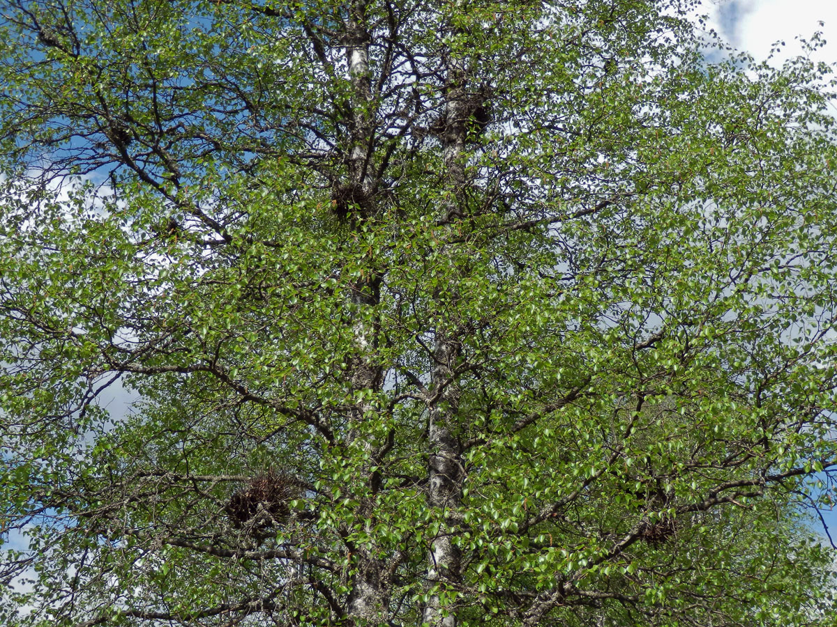 Čarověník na bříze bělokoré (Betula pendula Roth) (1b)