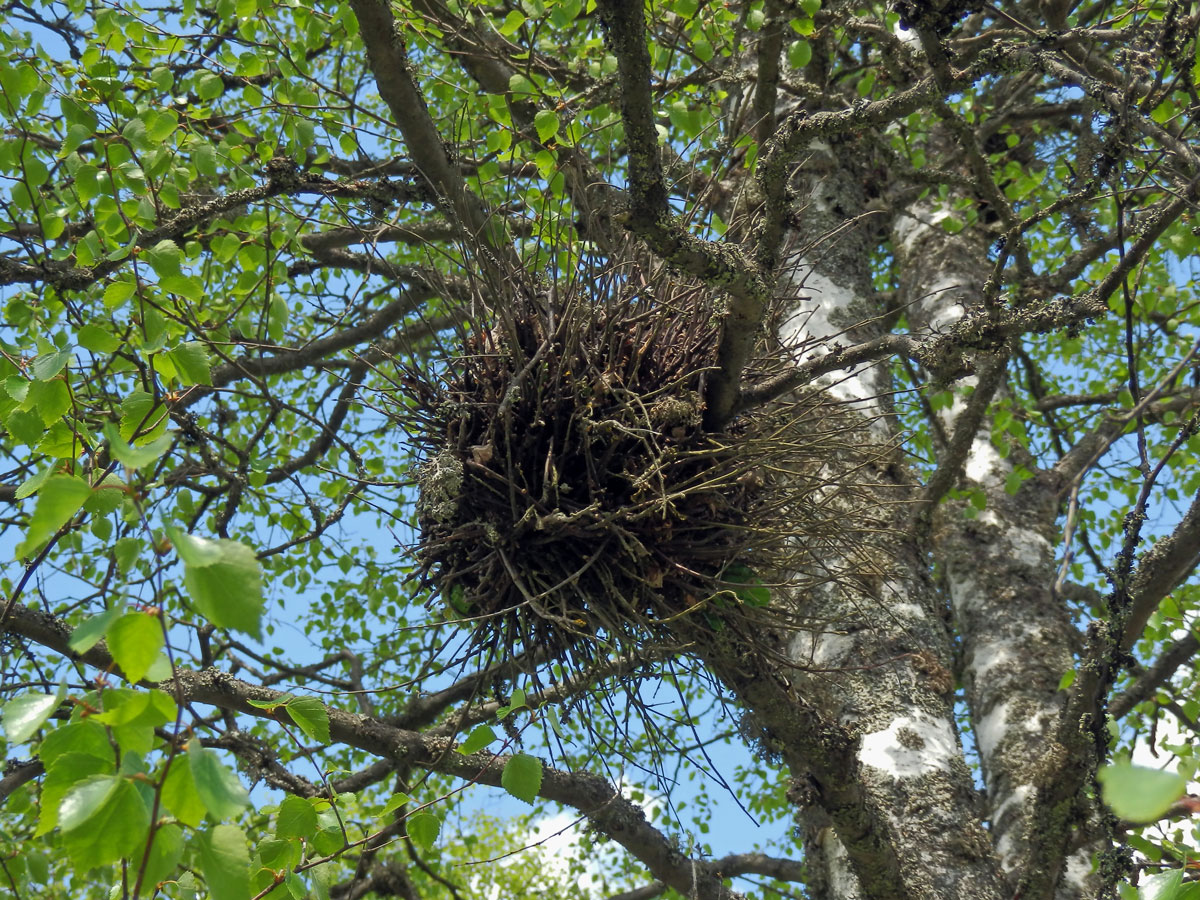 Čarověník na bříze bělokoré (Betula pendula Roth) (1c)