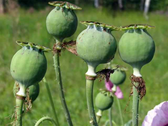 Mák setý (Papaver somniferum L.)