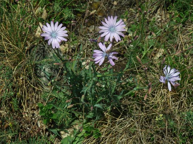 Locika vytrvalá (Lactuca perennis L.)