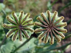 Mák setý (Papaver somniferum L.)