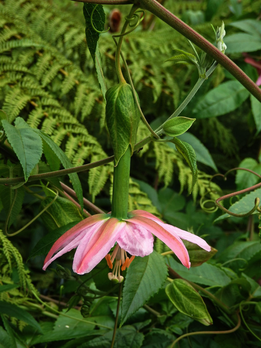 Mučenka (Passiflora tarminiana Coppens et Barney)