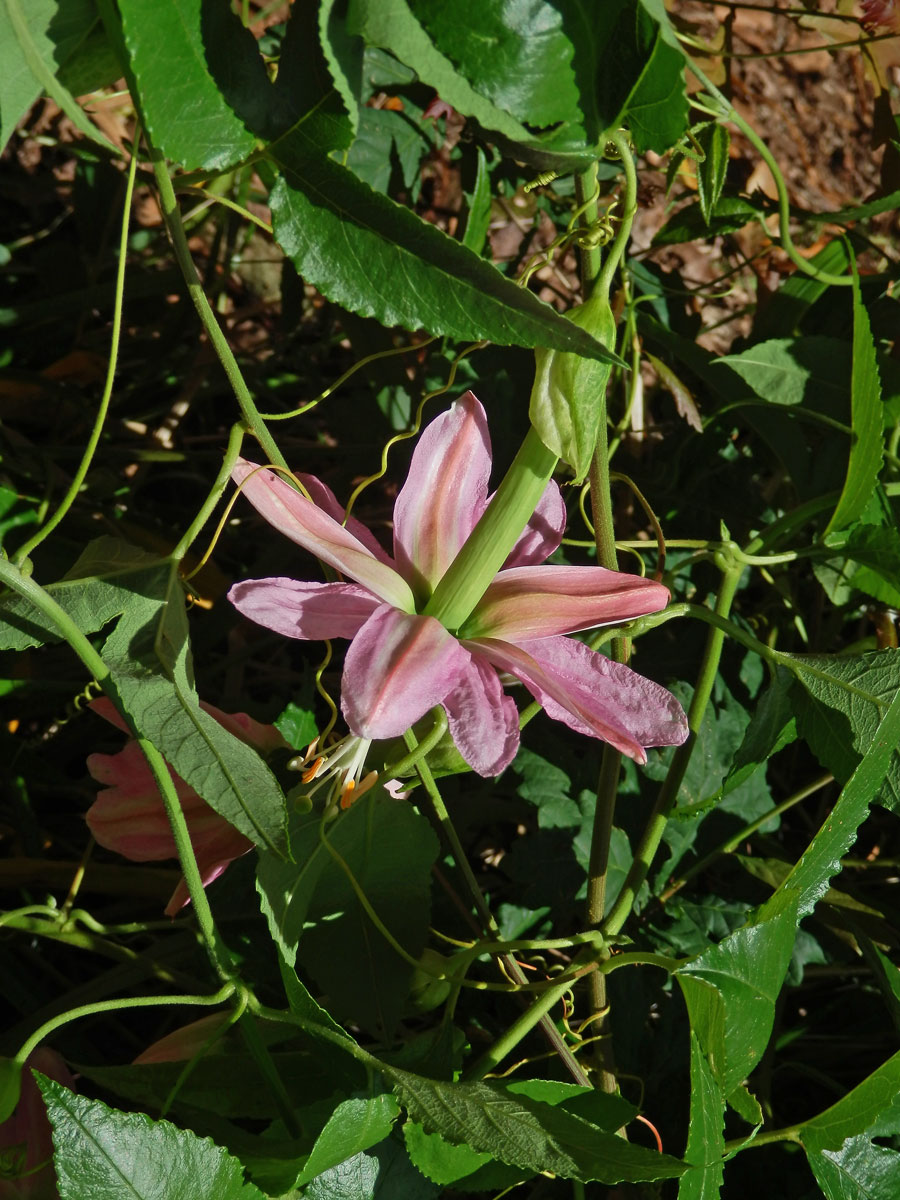 Mučenka (Passiflora tarminiana Coppens et Barney)