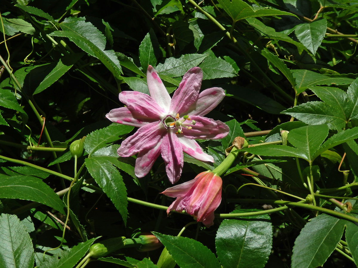 Mučenka (Passiflora tarminiana Coppens et Barney)