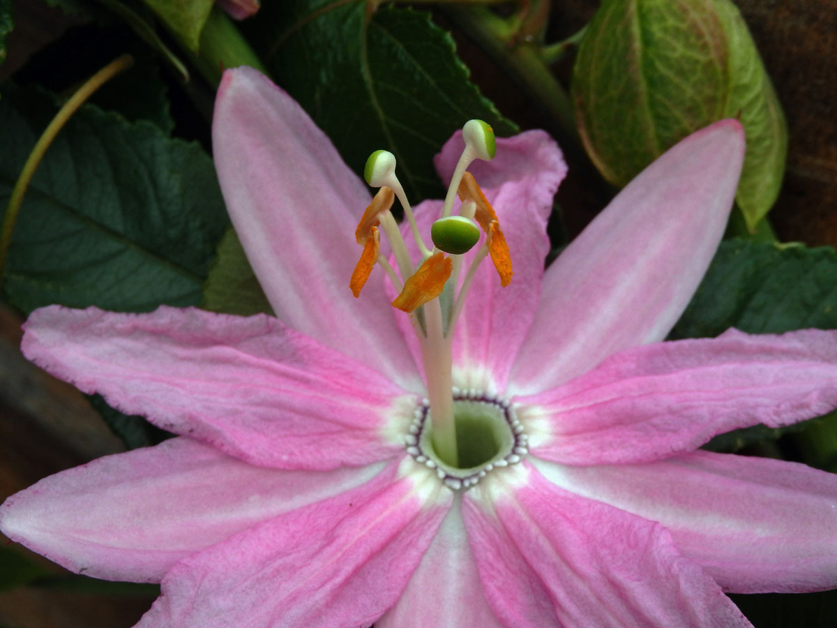 Mučenka (Passiflora tarminiana Coppens et Barney)