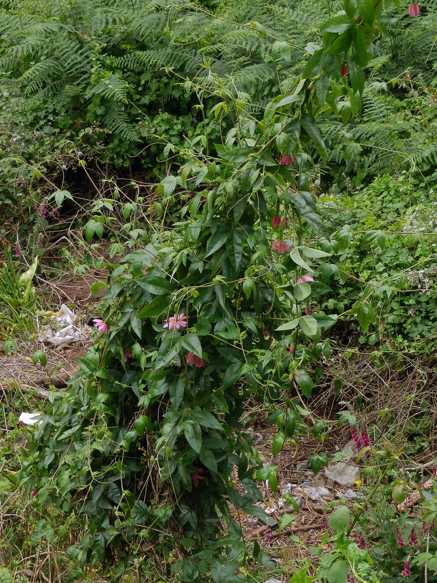 Mučenka (Passiflora tarminiana Coppens et Barney)