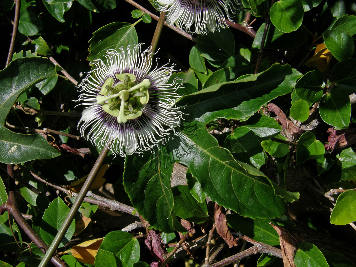 Mučenka purpurová (Passiflora edulis Sims)