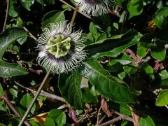 Mučenka purpurová (Passiflora edulis Sims)   