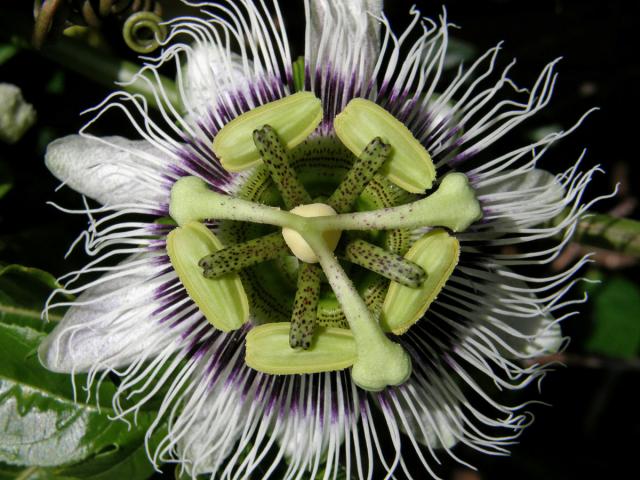 Mučenka purpurová (Passiflora edulis Sims)