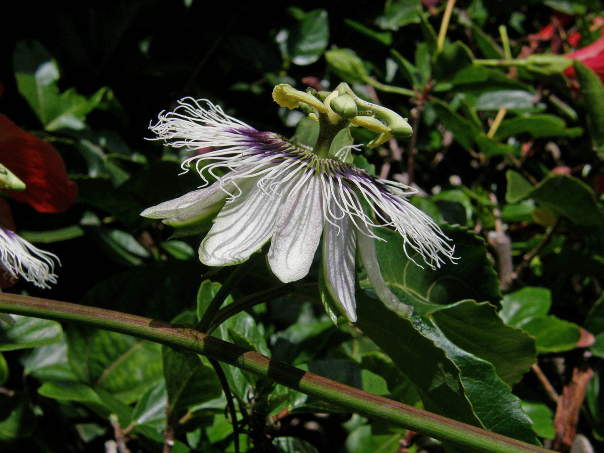 Mučenka purpurová (Passiflora edulis Sims)