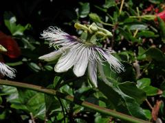 Mučenka purpurová (Passiflora edulis Sims)