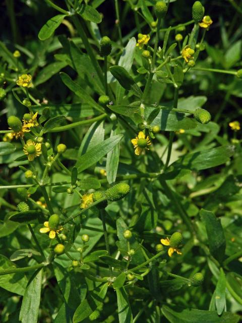 Pryskyřník lítý (Ranunculus sceleratus L.)