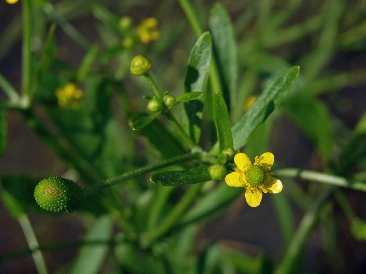 Pryskyřník lítý (Ranunculus sceleratus L.)