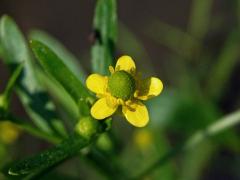 Pryskyřník lítý (Ranunculus sceleratus L.)