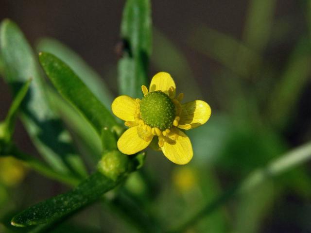 Pryskyřník lítý (Ranunculus sceleratus L.)