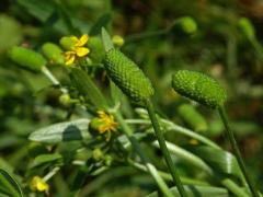 Pryskyřník lítý (Ranunculus sceleratus L.)