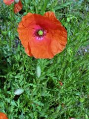 Mák vlčí (Papaver rhoeas L.)