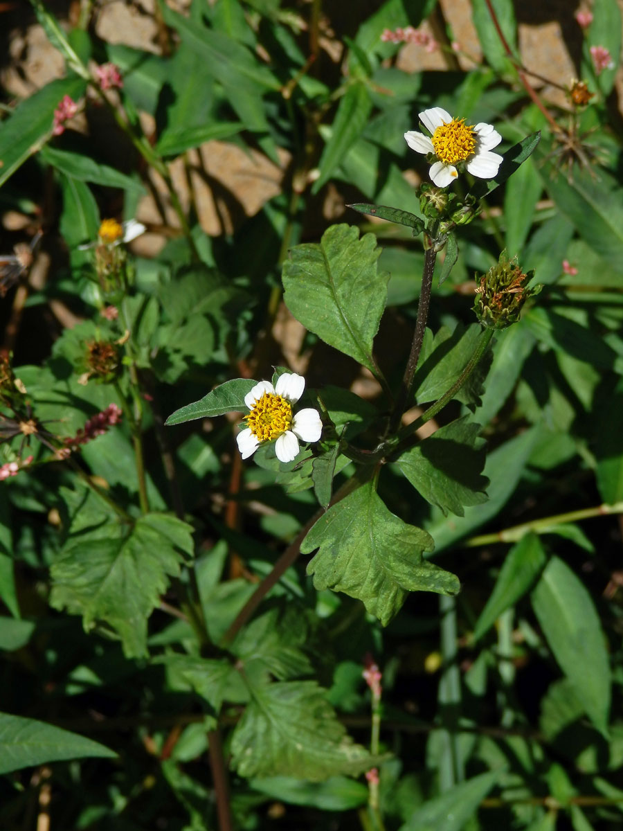 Dvouzubec (Bidens alba (L.) DC.)