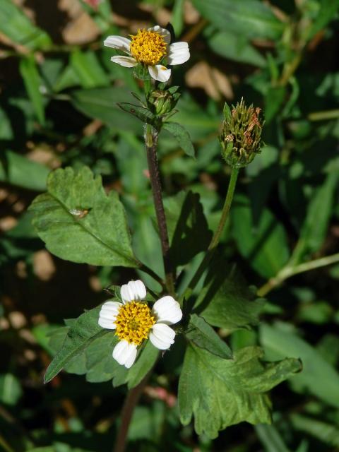 Dvouzubec (Bidens alba (L.) DC.)