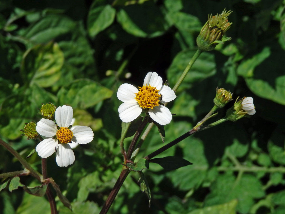 Dvouzubec (Bidens alba (L.) DC.)