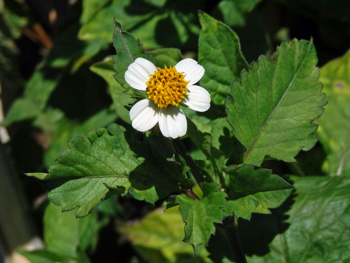 Dvouzubec (Bidens alba (L.) DC.)