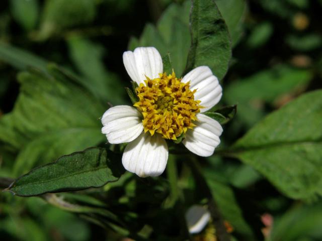 Dvouzubec (Bidens alba (L.) DC.)