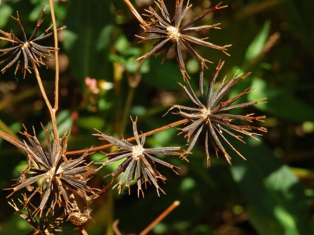 Dvouzubec (Bidens alba (L.) DC.)