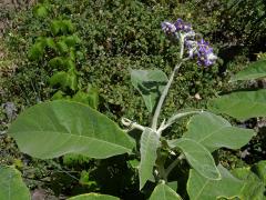 Lilek (Solanum mauritianum Scop.)   