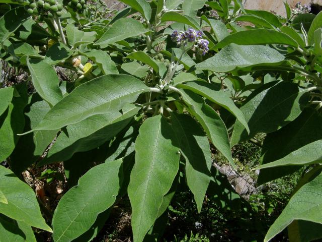 Lilek (Solanum mauritianum Scop.)