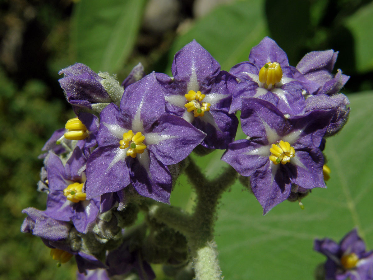 Lilek (Solanum mauritianum Scop.)