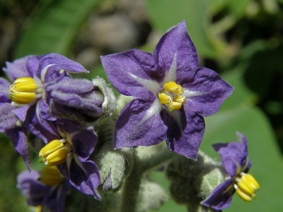 Lilek (Solanum mauritianum Scop.)