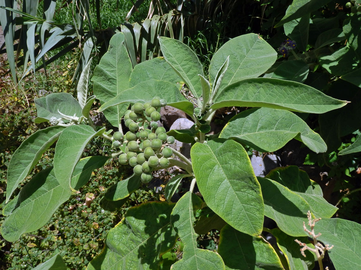 Lilek (Solanum mauritianum Scop.)