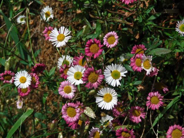 Turan Karvinského (Erigeron karvinskianus DC.)