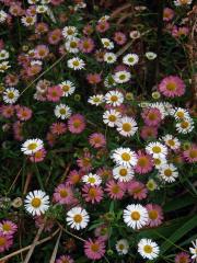 Turan Karvinského (Erigeron karvinskianus DC.)