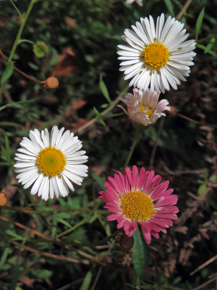 Turan Karvinského (Erigeron karvinskianus DC.)