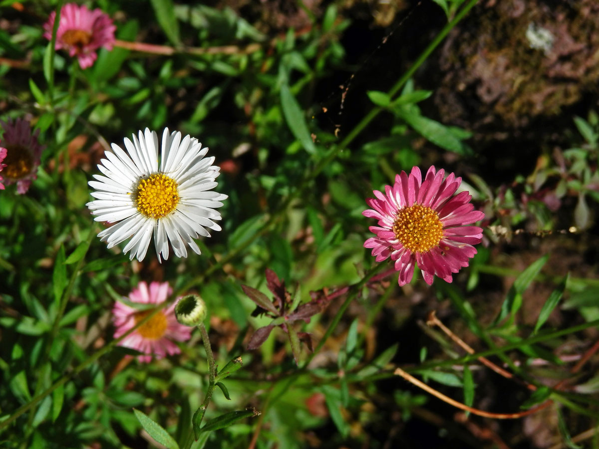 Turan Karvinského (Erigeron karvinskianus DC.)