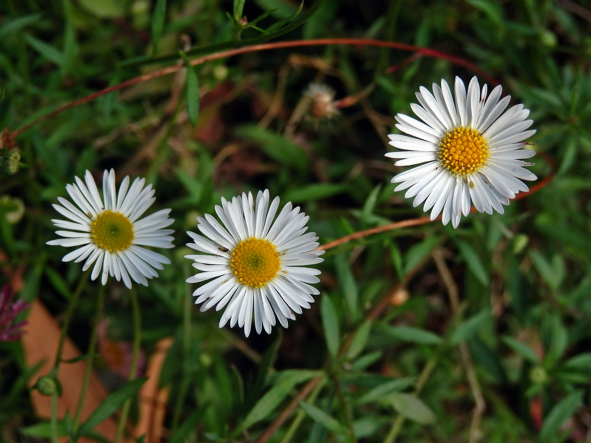 Turan Karvinského (Erigeron karvinskianus DC.)